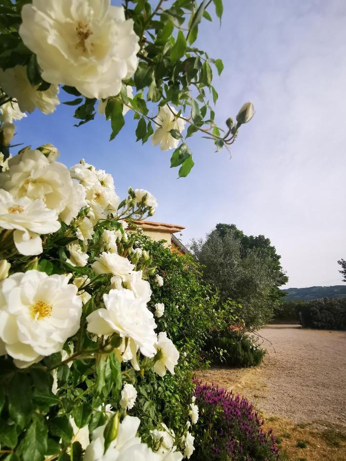 Cannara La Casa Dei Tigli Bed & Breakfast エクステリア 写真